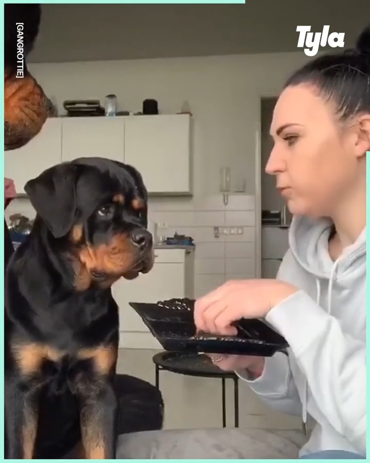 This woman shows what life is like with three massive Rottweilers... 😂😍 ...