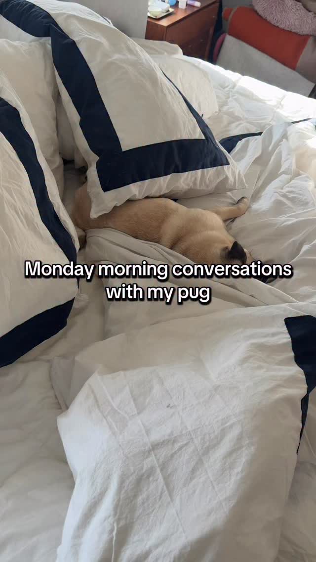 Monday mornings are ruff. Even for pugs. #mondays #motivation #pugs # ...