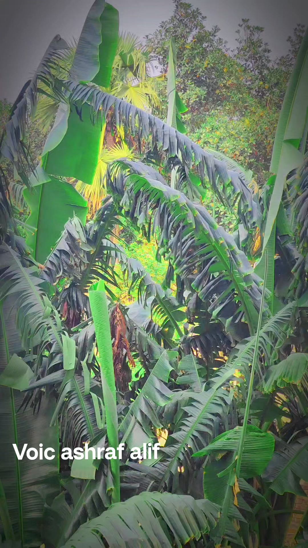 Ashraf Alif | Rangpur