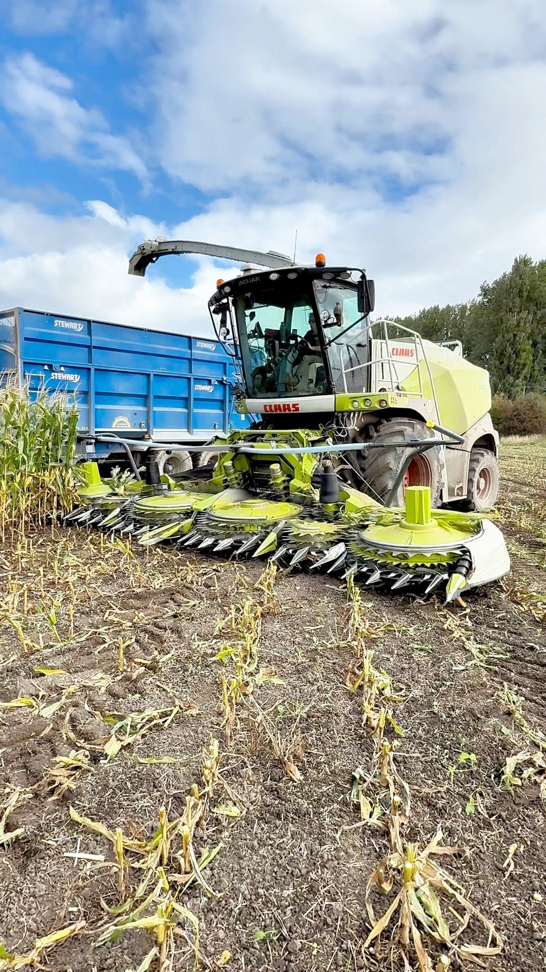 Neil in the CLAAS Jaguar 870 forage harvester working in this field of ...