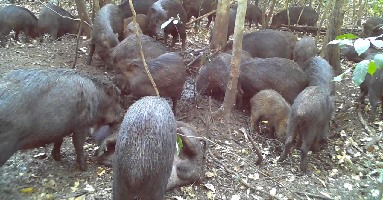 A festa e so deles Os porcos selvagens #queixada Os mesmos da fauna ...