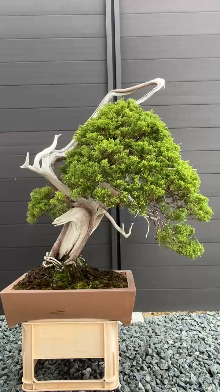 水曜会-日本盆栽協同組合盆栽交換会 Suiyokai-Nippon Bonsai Growers