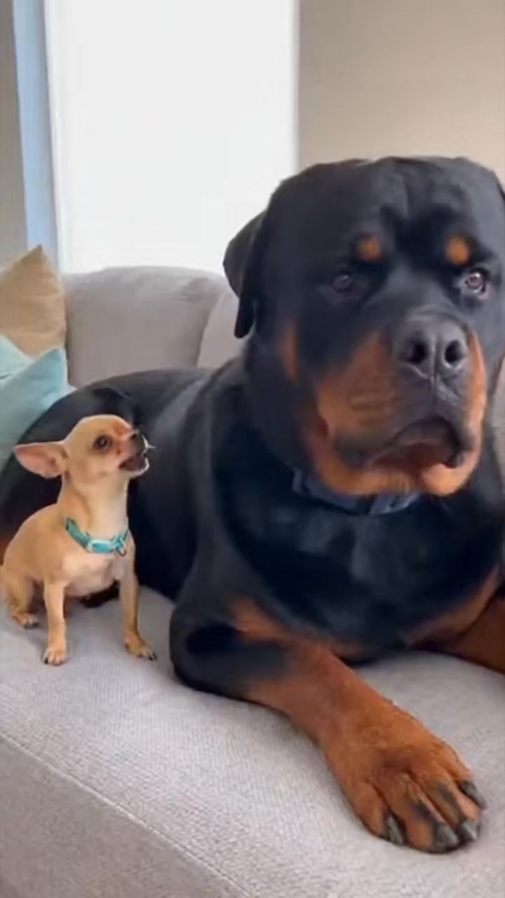 Watch how my Rottweiler and Husky react to this 3D illusion rug that ...