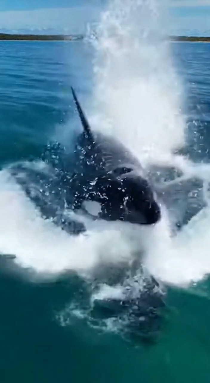 This Splash Changed Everything on the Surface #PredatorBreach # ...