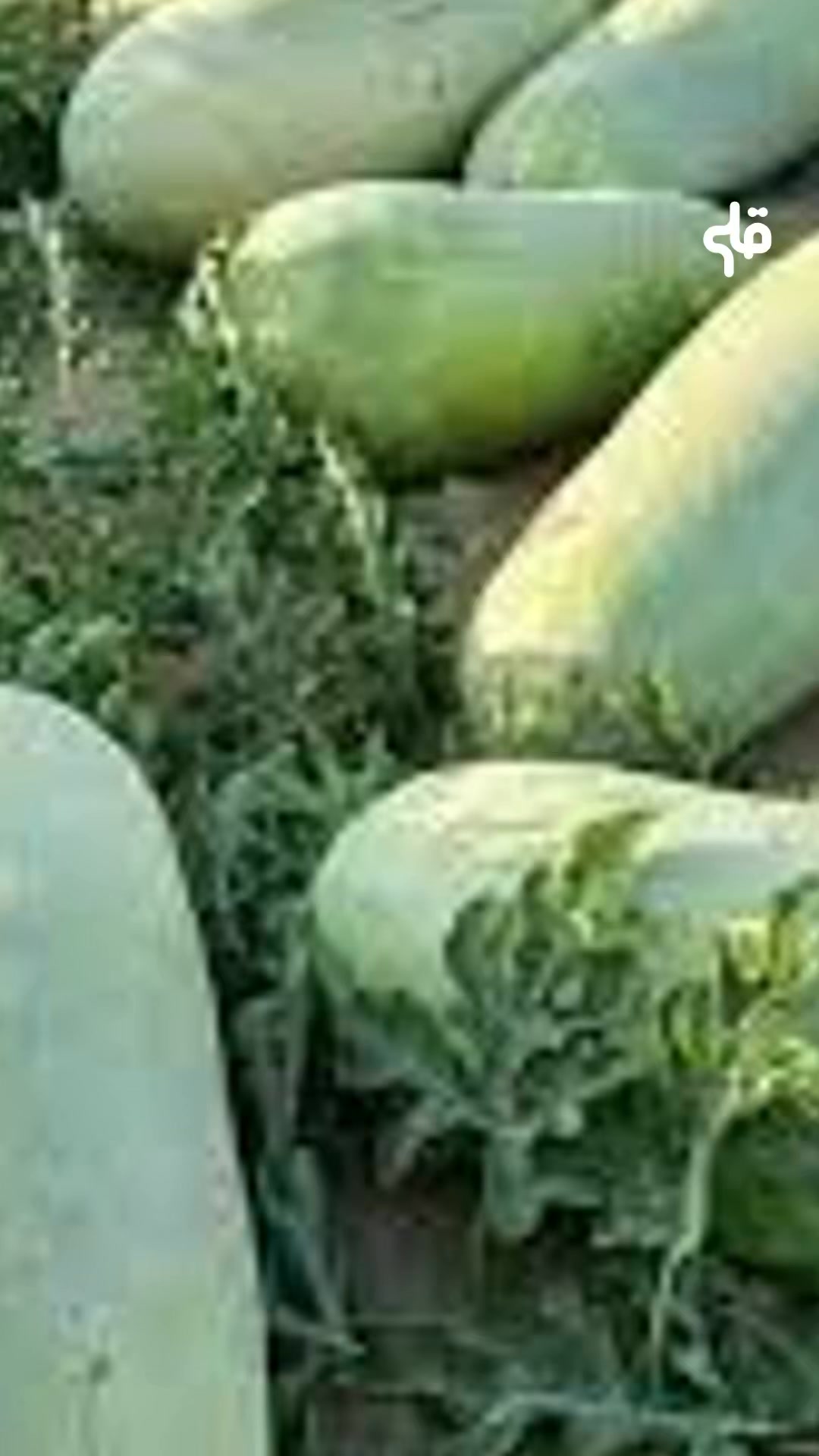 🌱 كان عندنا زريعة تونسيّة مليّة، منهم دلاع 🍉 بنين متأقلم مع طقسنا …أما ...