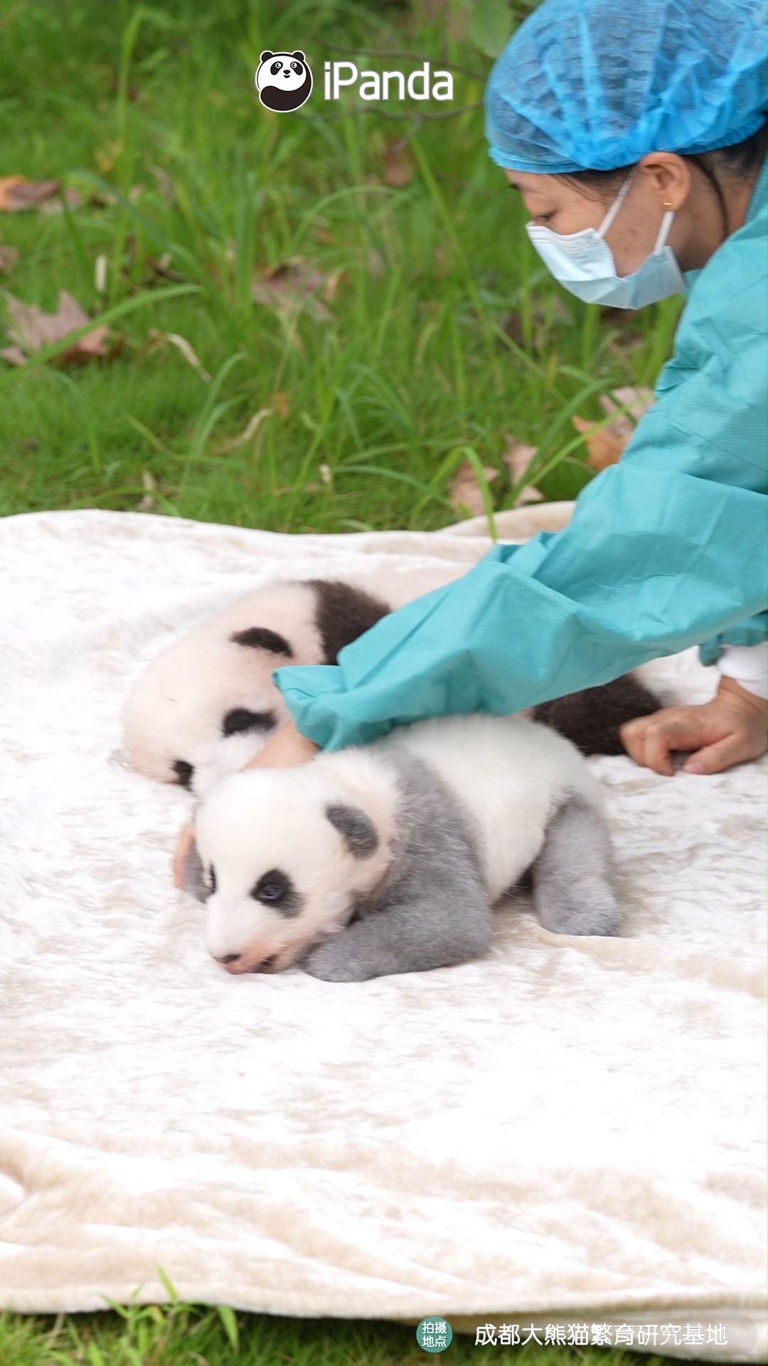 I also want to know what it feels like to cuddle three baby pandas in ...