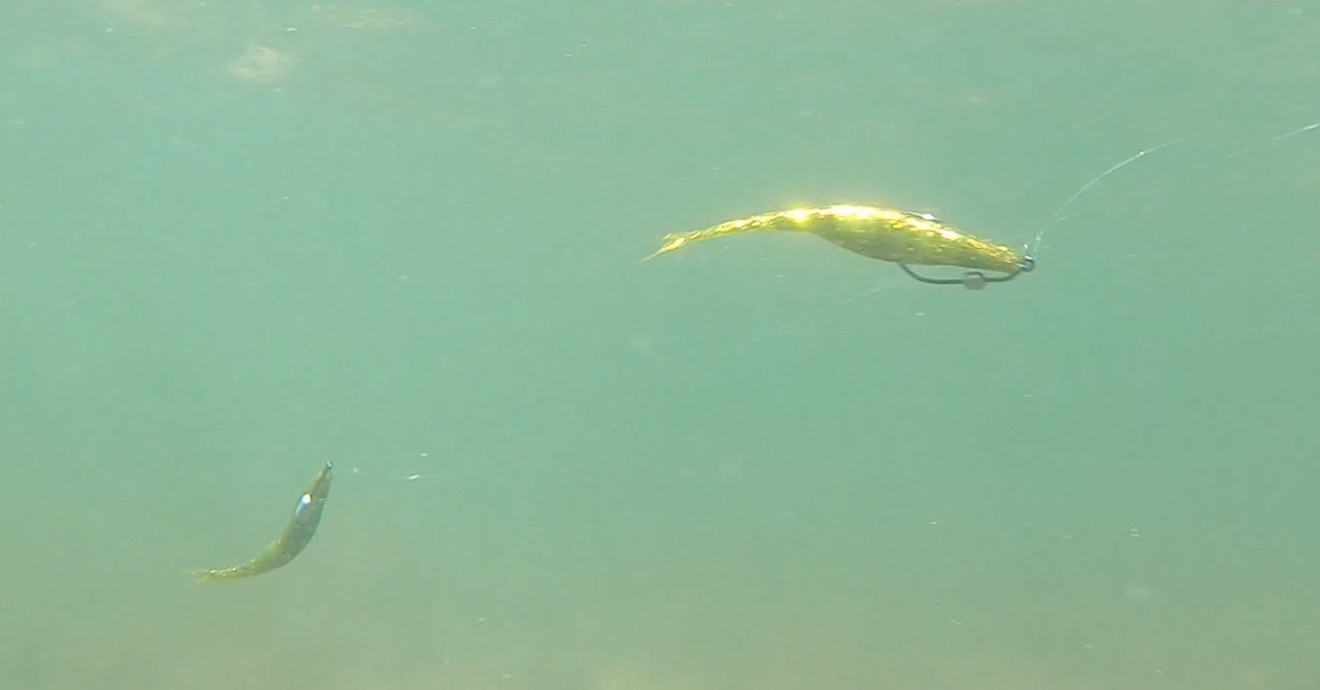 10ft spinning combo Shimano PFX2500HGFCCBS60M2 FX fish tank jellyfish decoration Paired with a lightweight Humminbird Fishfinder Gps Humminbird Color:Home Base - UV