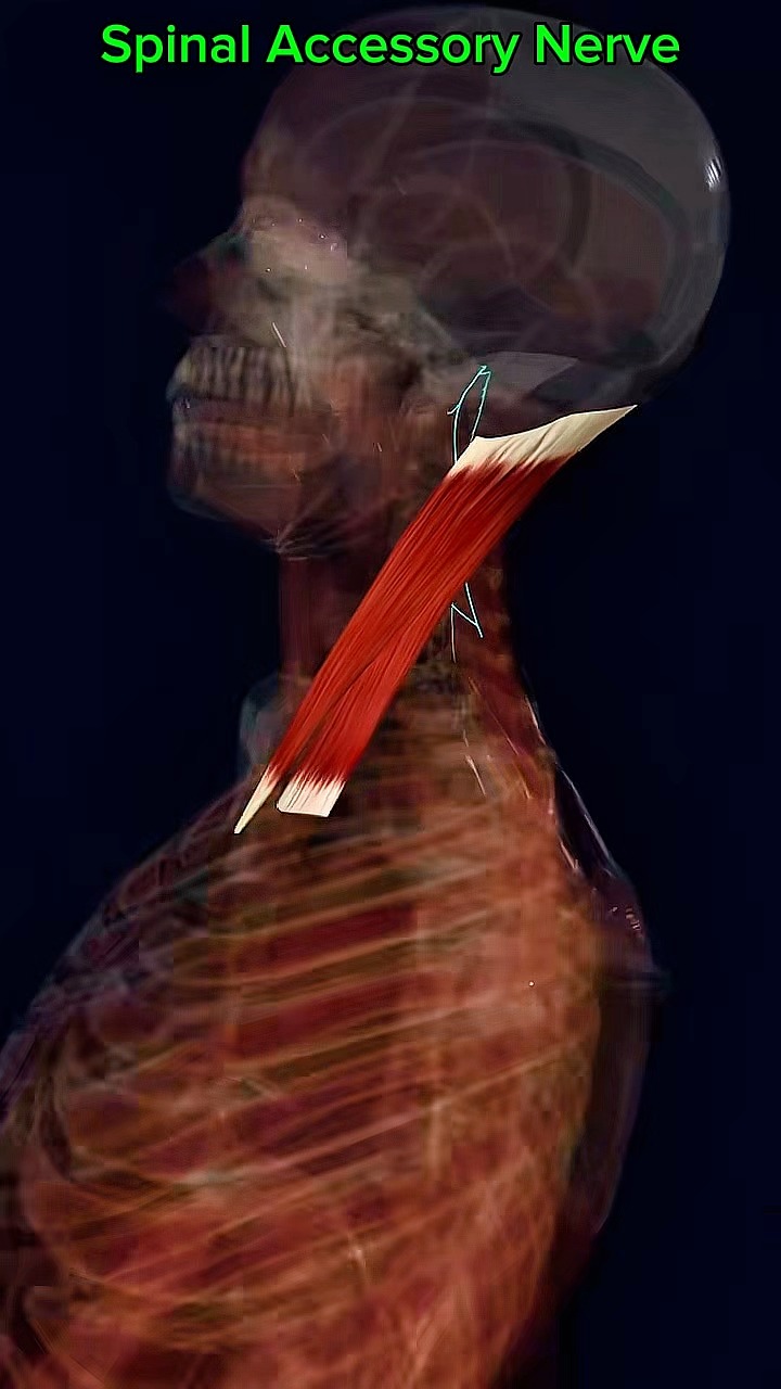 Spinal accessory nerve #NerveHealth #anatomy 🧠👨‍⚕️ | Dr. Ishtiaque ...