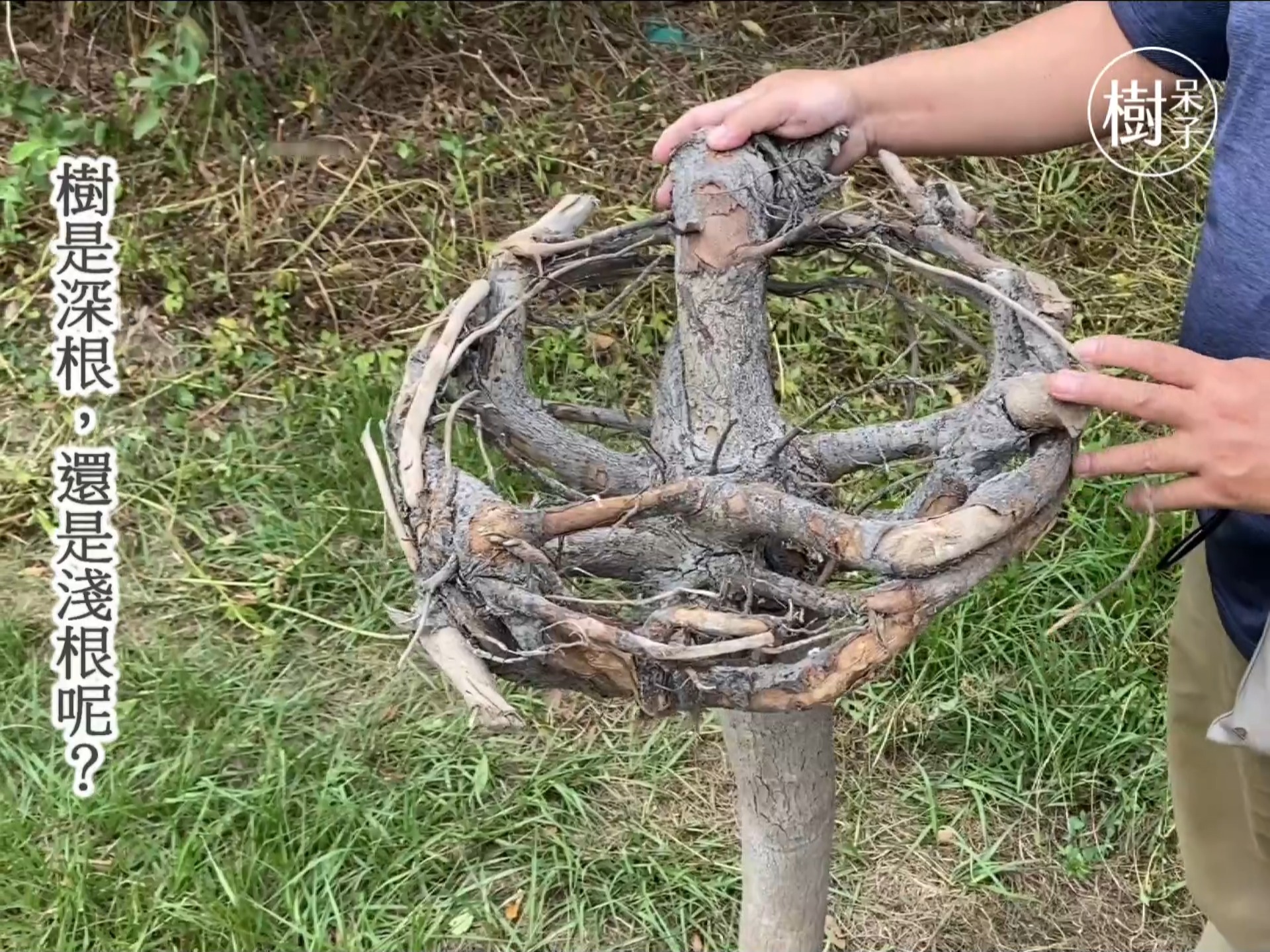 深入學習#各種不同芽體的形成原因 | 樹呆子 | Facebook