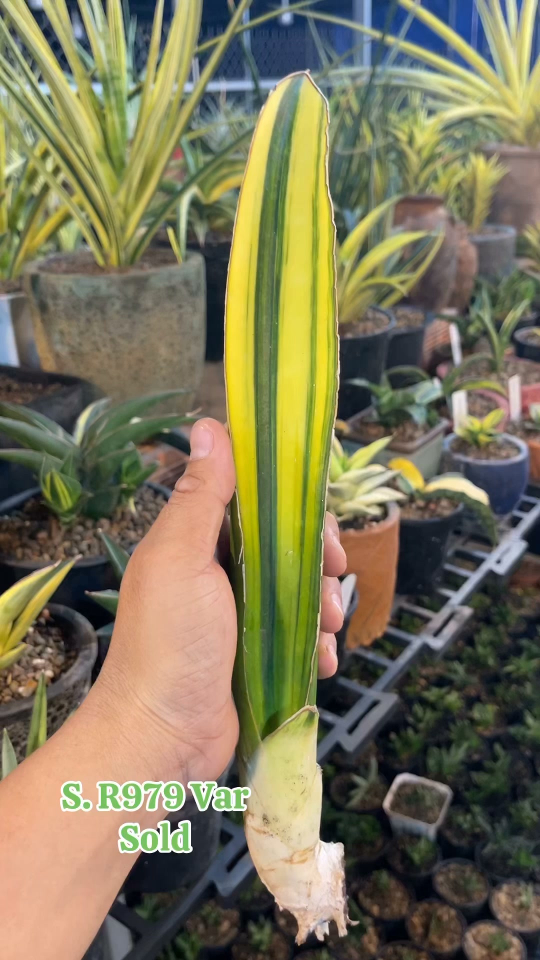 S. Sinus Simiorum R979 Variegated | The Sansevieria Farm
