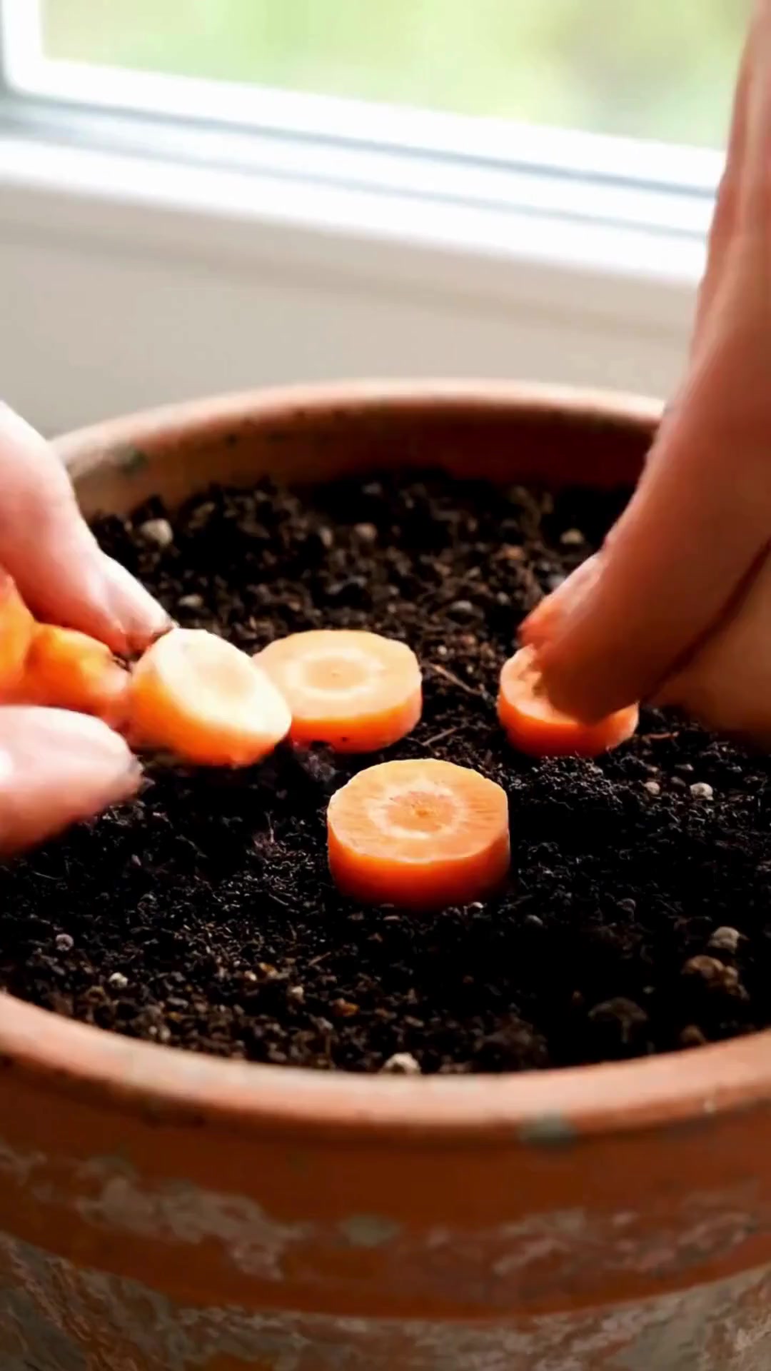 You will be surprised by how to propagate roses with carrots | Amazing ...