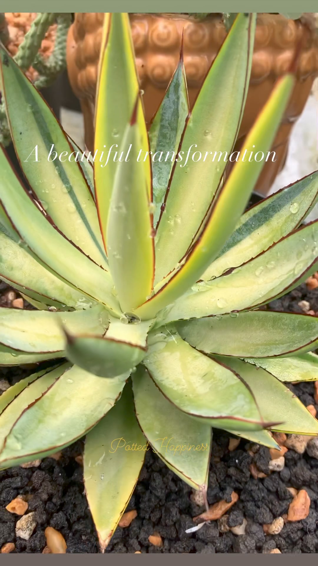 Agave 'Burnt Burgundy' variegated