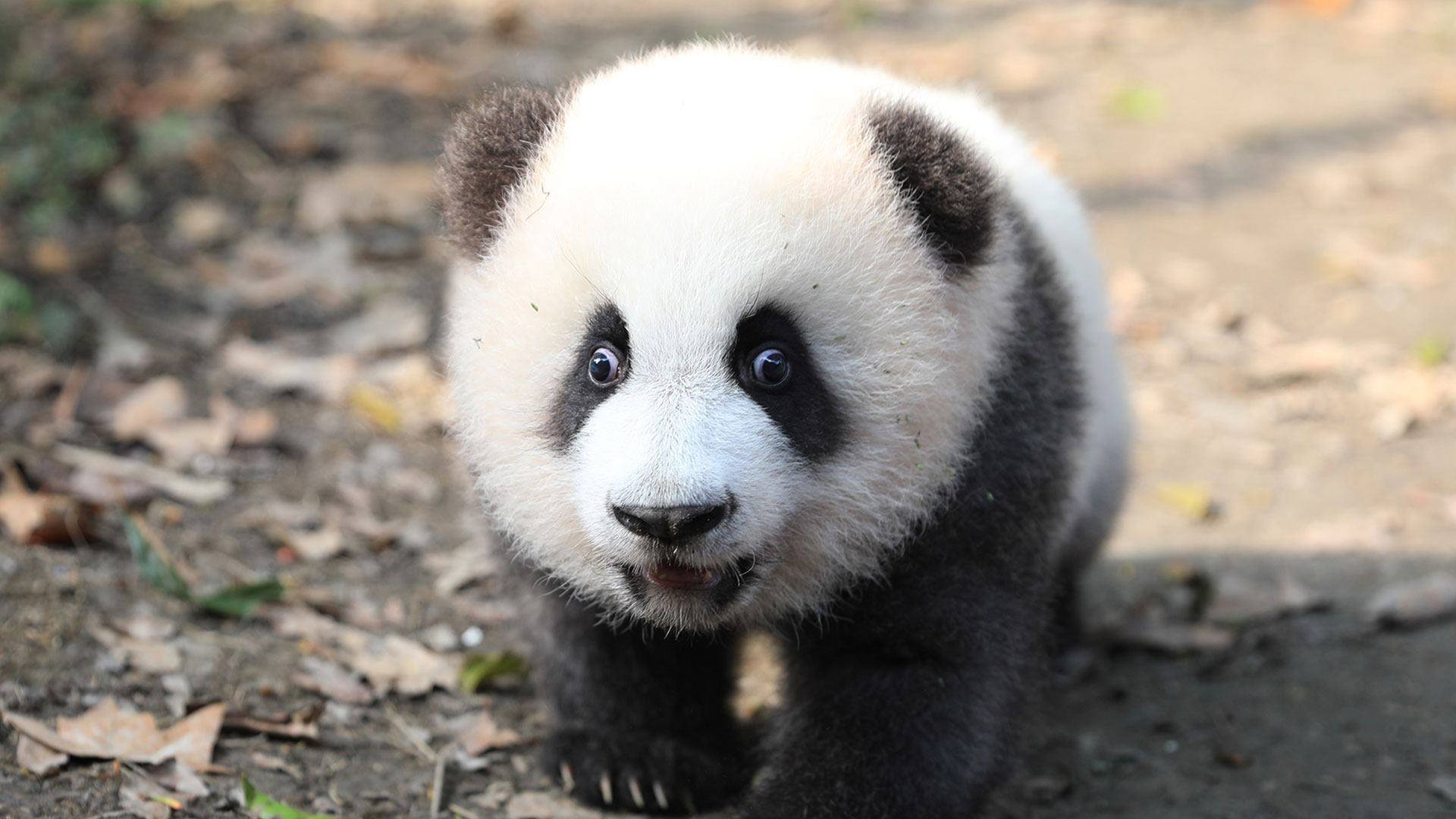 I am Ji Xiao,do you know how powerful I am? When I am able to walk