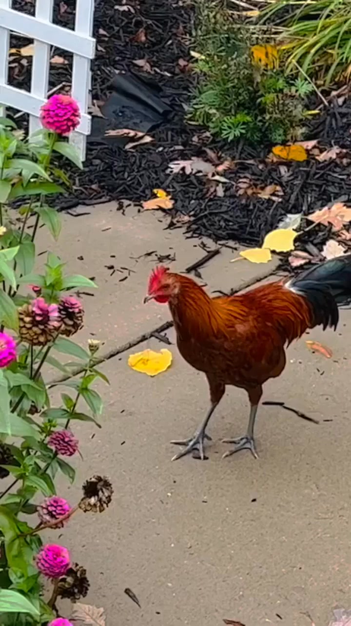 Baby Golden Phoenix Rooster #countryliving #backyardchickens # ...
