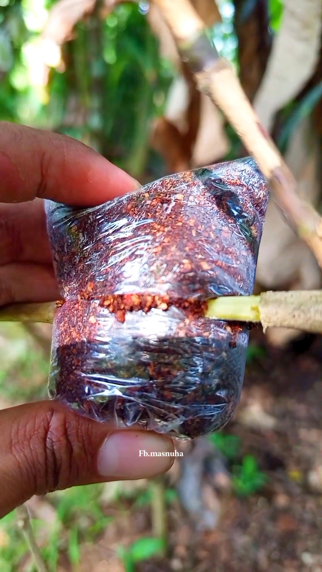 Easy air layering method for quick rooting #airlayering #reels # ...