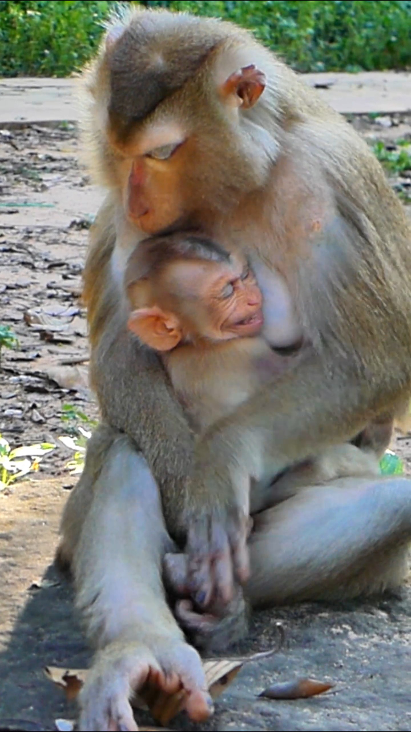 Baby Lynx’s Tears Fall While Luna Ignores His Suffering | Monkey Save ...