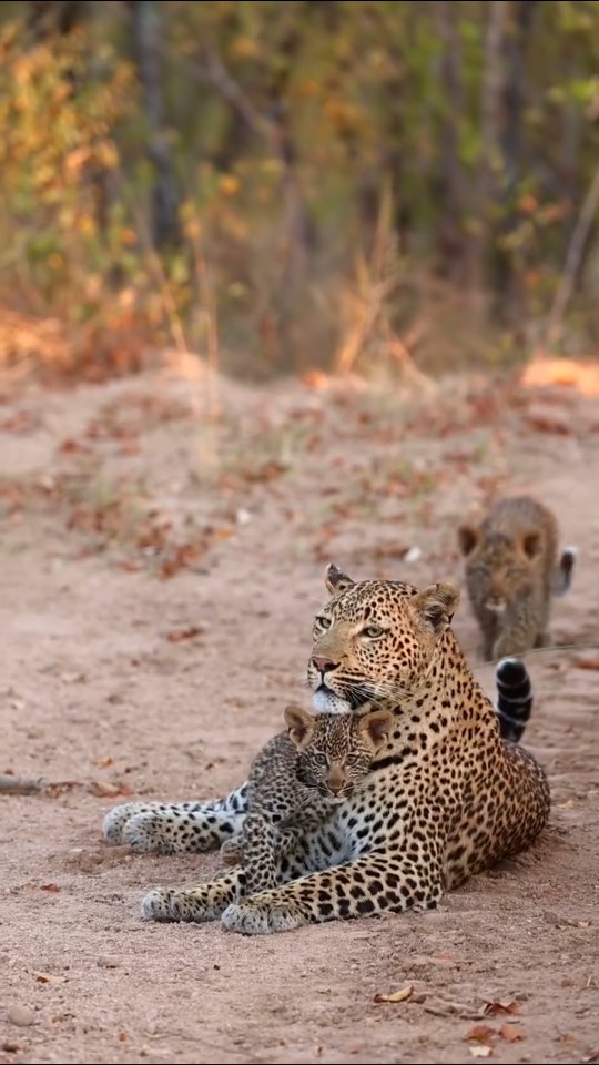 Monday isn’t all that bad 🐆 🎥@matt_durell #GottaLoveSA #leopard # ...
