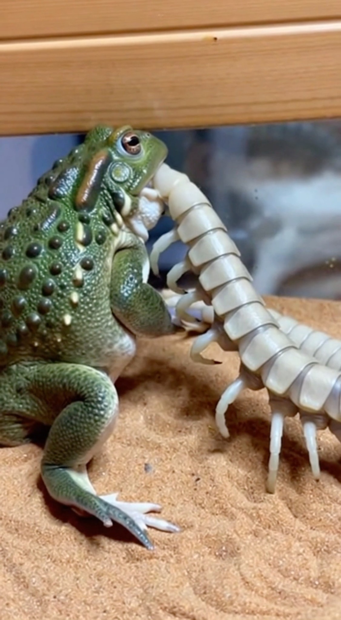The Acid-Hydra-Toad and Skeletal-Snake-Centipede display advanced ...