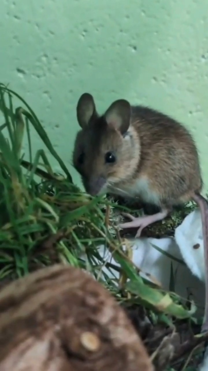 This wonderful little wood mouse was rescued after being hurt by ...