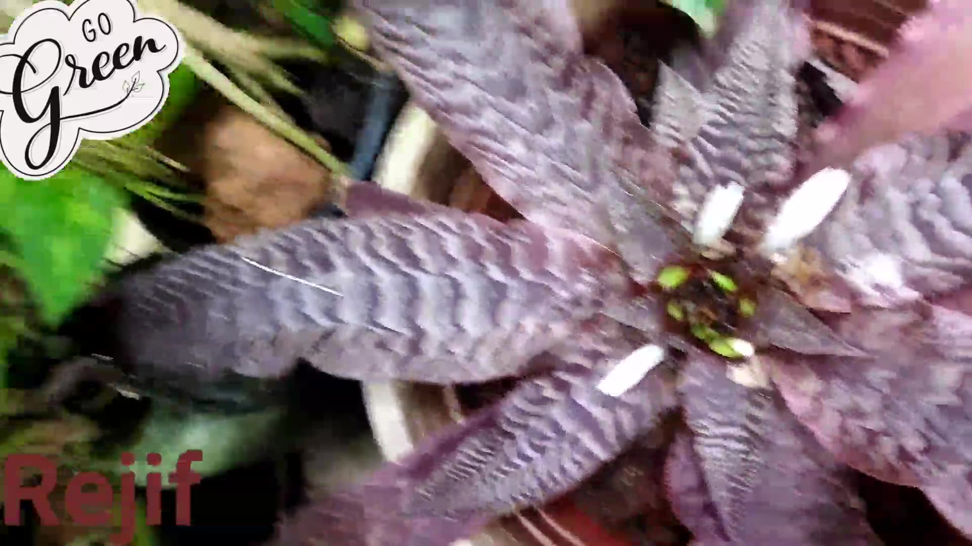 Cryptanthus 'Love Potion # 9' ready to bloom.