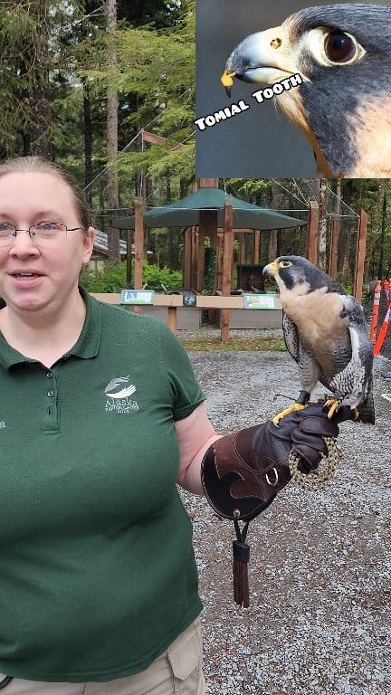 Pele, our Peregrine Falcon here at Alaska Raptor Center, flaunting his ...
