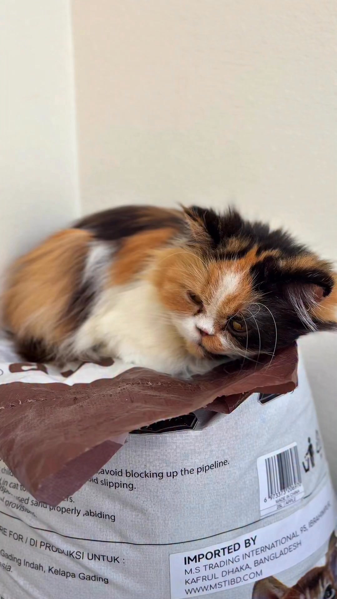 ডোরা অনেক ক্লান্ত হয়ে গেছে😿 #fbreels #cat #reelsviral #petcare # ...