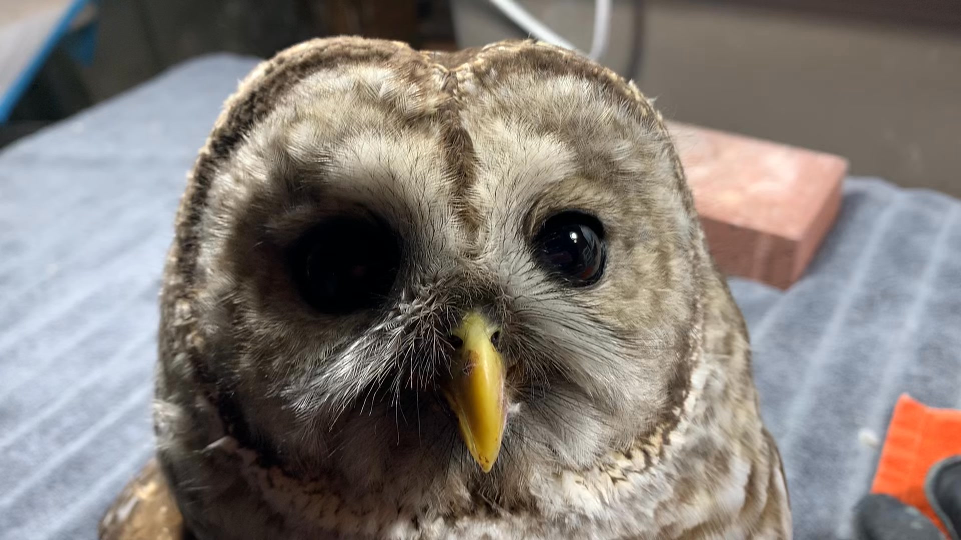Steady slow stream of incoming hurt raptors this winter. One saved by a ...