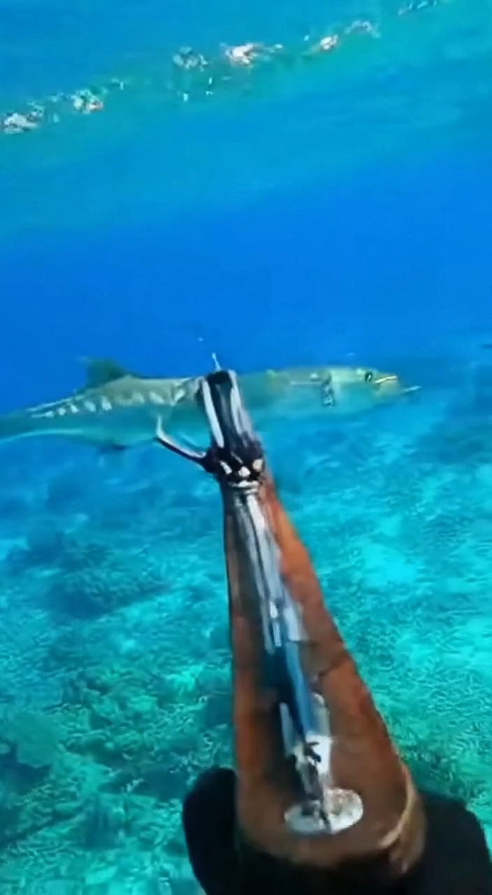 Barracuda Speared… Then the Tiger Appears#SpearfishTurn #TigerArrival # ...
