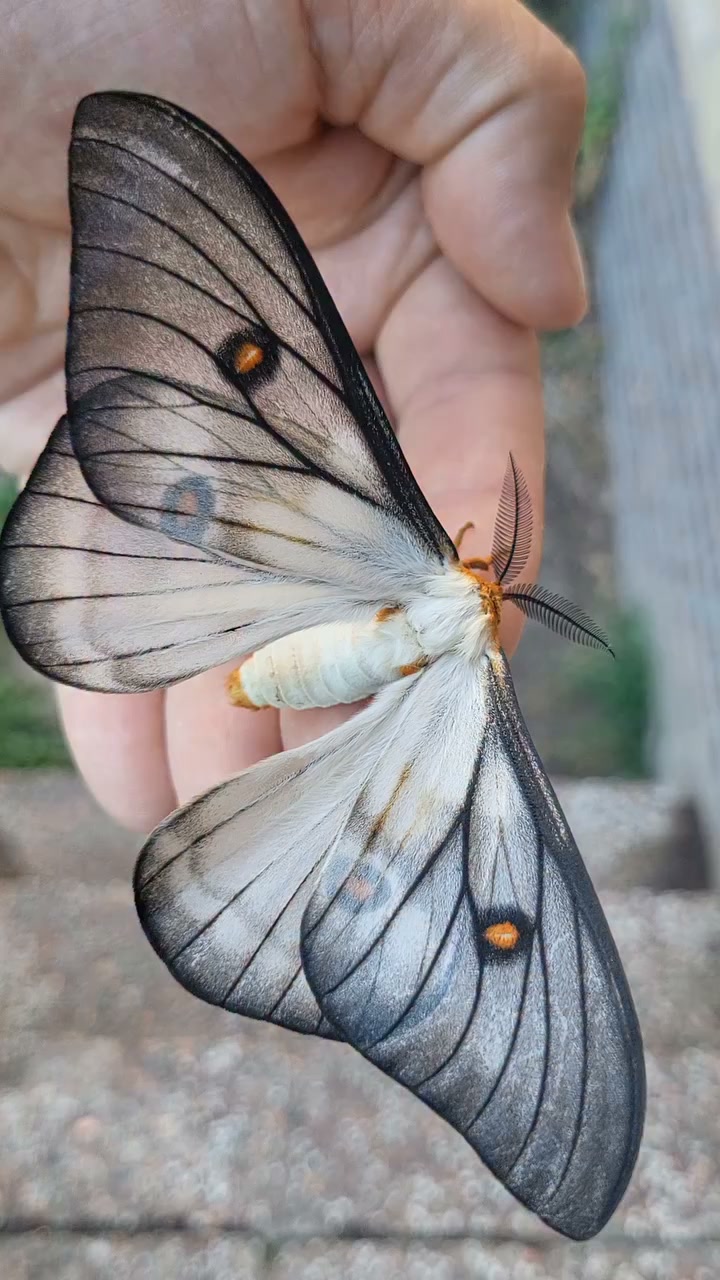 Ghostly silkmoth / Ceranchia apollina #ghostly #gothic #sun #fairy