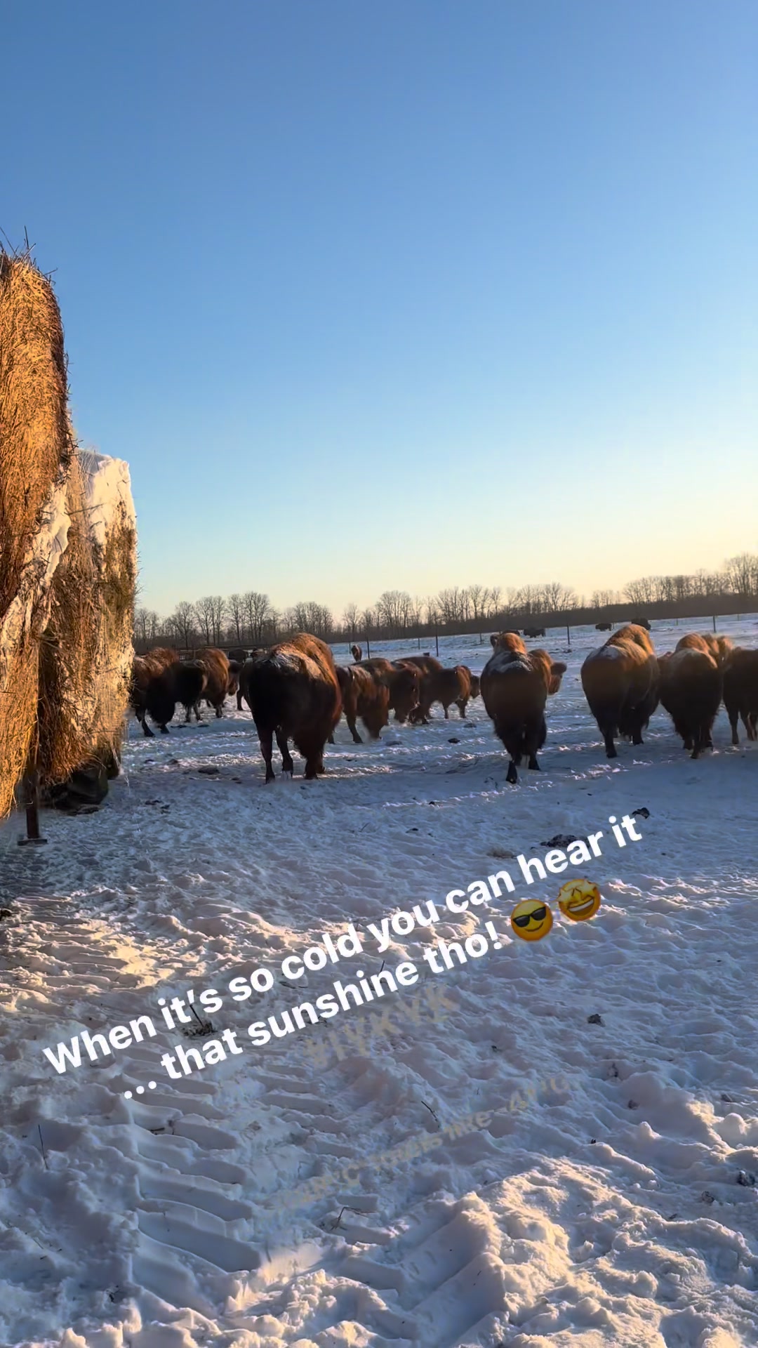 Bison Ridge Farms on Reels | Facebook