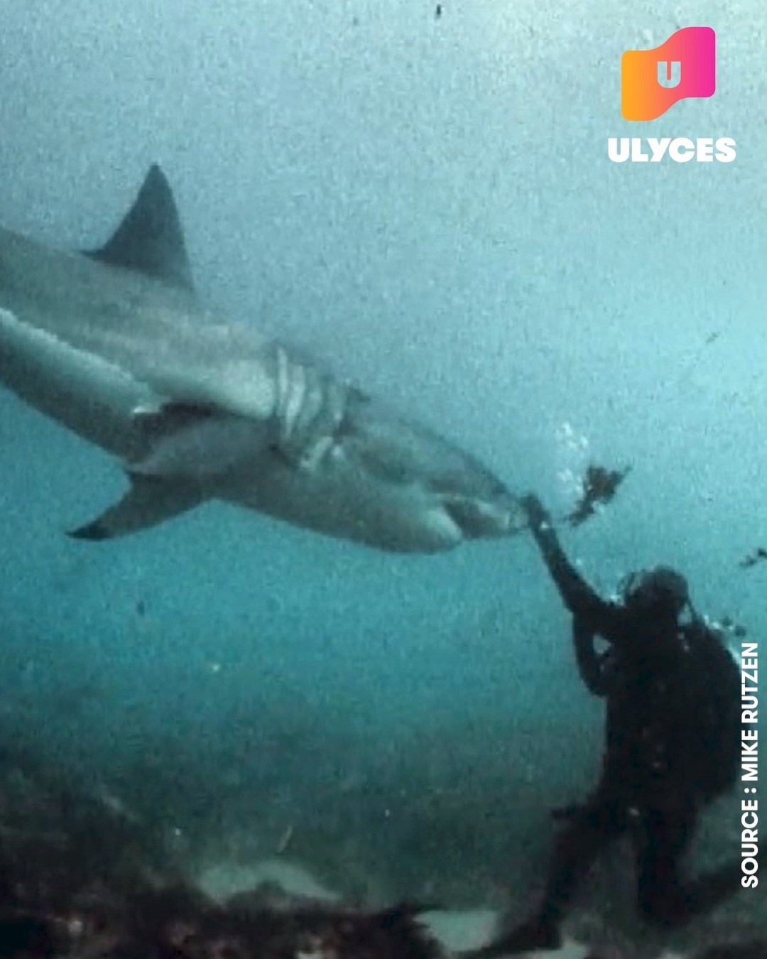 Cet homme chevauche des requins blancs | Malgré leur réputation de ...