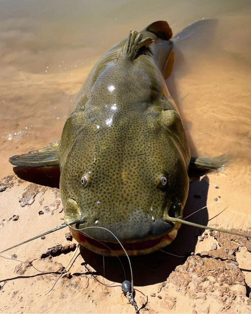 Pescando JAÚ gigante em menos de 5 minutos. #pesca #pescaria #fishing ...