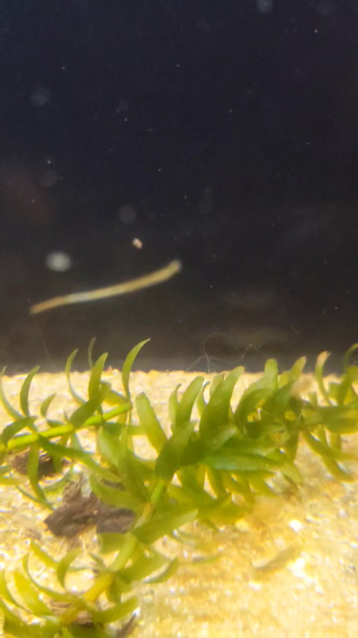 FISH MANIA Aquarium | Pita Kotte