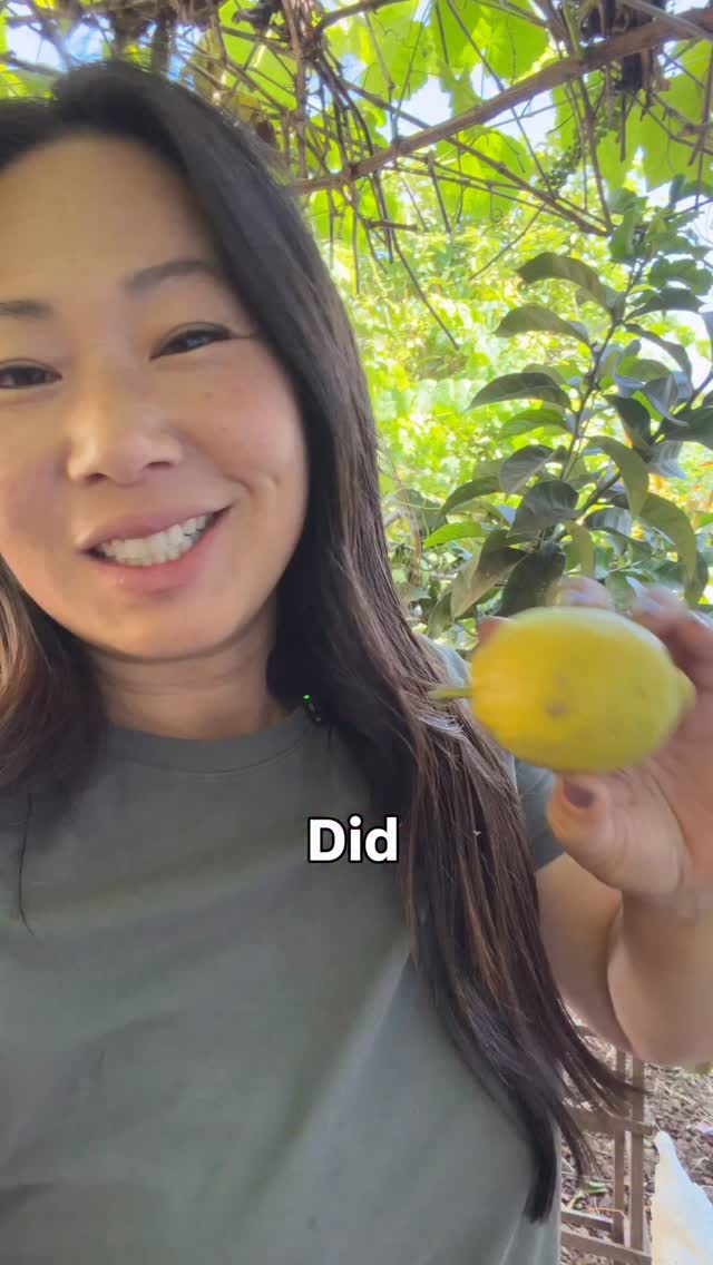 Did you know Lemons are true berries? Botanically speaking, lemon