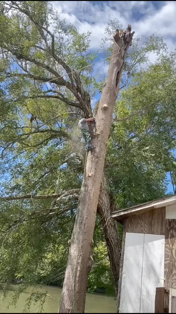 Bernal’s Tree Service | Cherokee NC