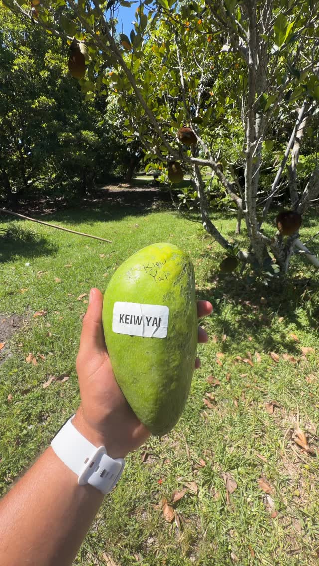 Kiew Yai Most mangoes tell you they're ready by turning gold. This