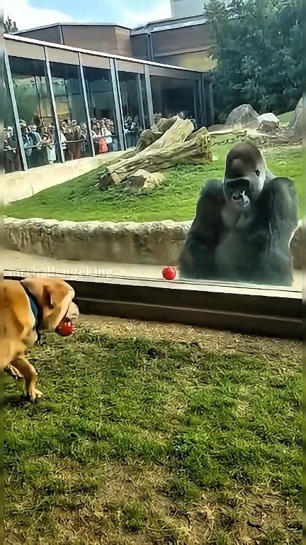 This funny ball fight between a gorilla and a dog will make you laugh 😂