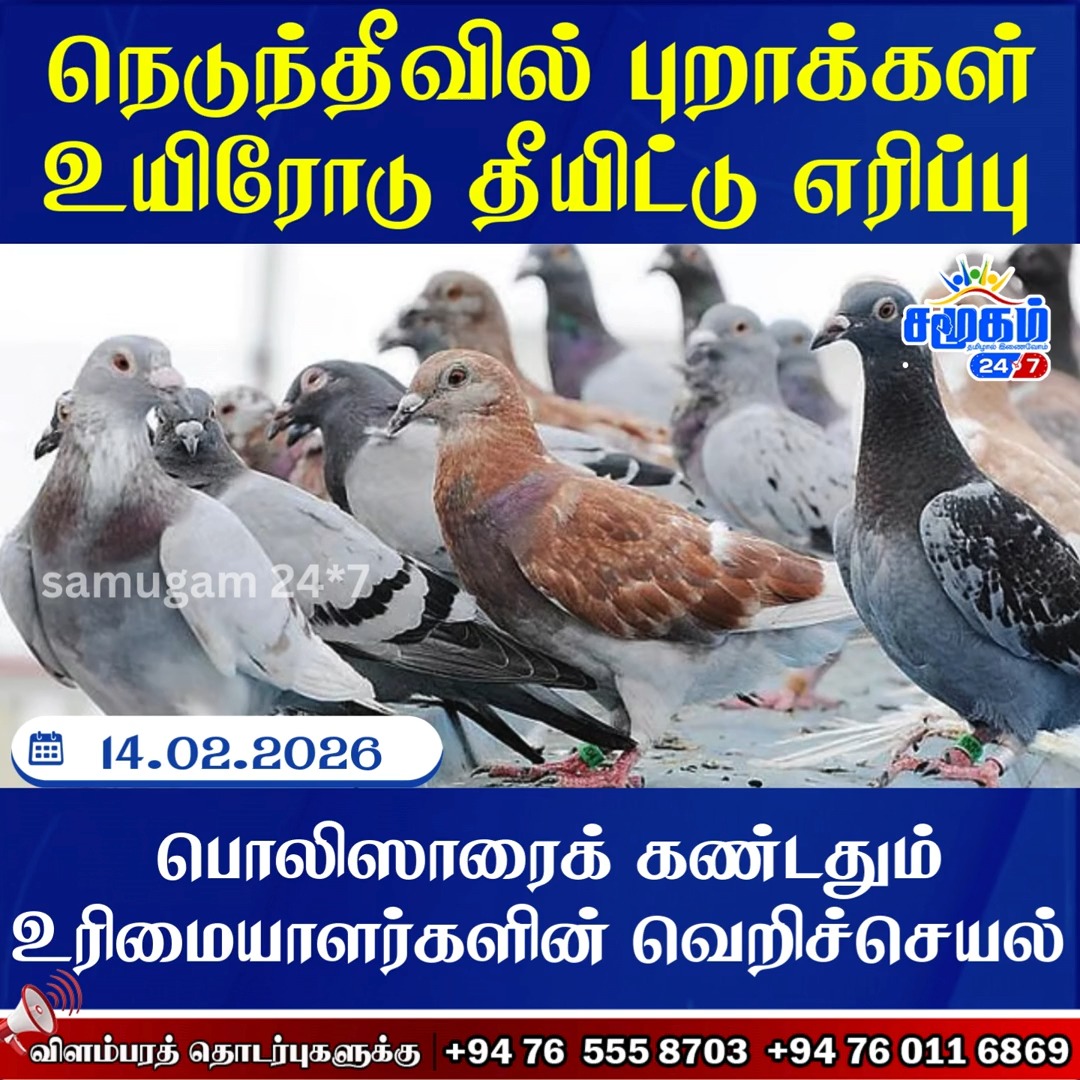யாழ் அதிர்ச்சி | நெடுந்தீவில் சட்டத்துக்கு அஞ்சி புறாக்களுக்கு நடந்த ...
