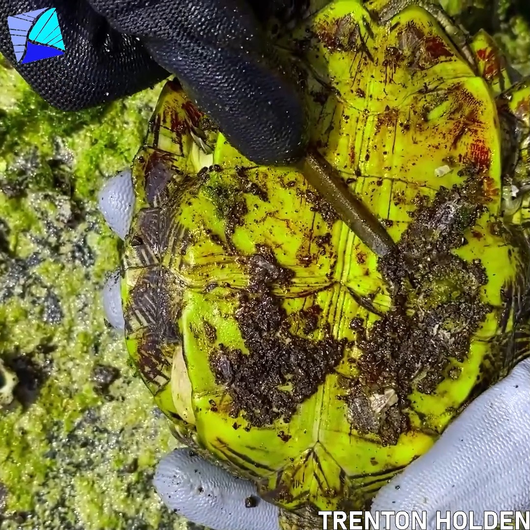 Sea turtle scream for help when she need to removed tons of parasite ...