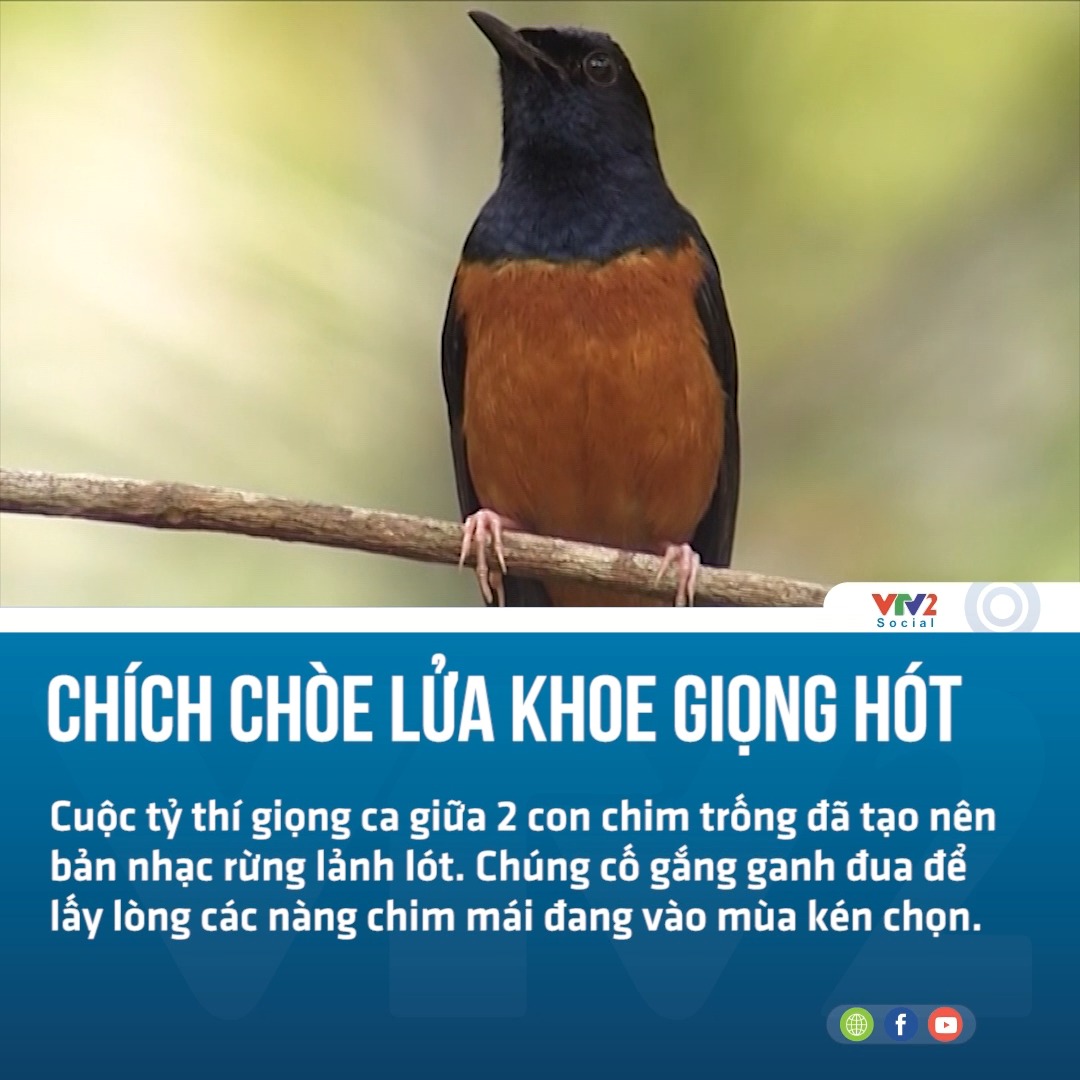 Khi mặt trời vượt qua đỉnh núi cũng là lúc những con 