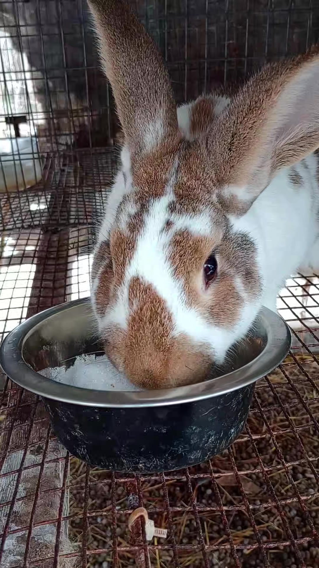 Even rabbits love a snow cone! 🐇 ️ #rabbit #newzealand #homesteading ...