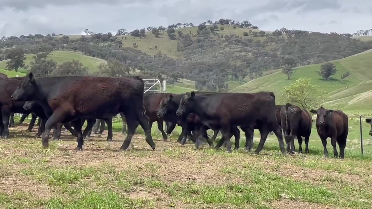 🔥𝗤𝗨𝗔𝗟𝗜𝗧𝗬 𝗟𝗜𝗡𝗘 𝗢𝗙 𝗦𝗧𝗘𝗘𝗥𝗦🔥 This quality line of Angus steers comes up for ...