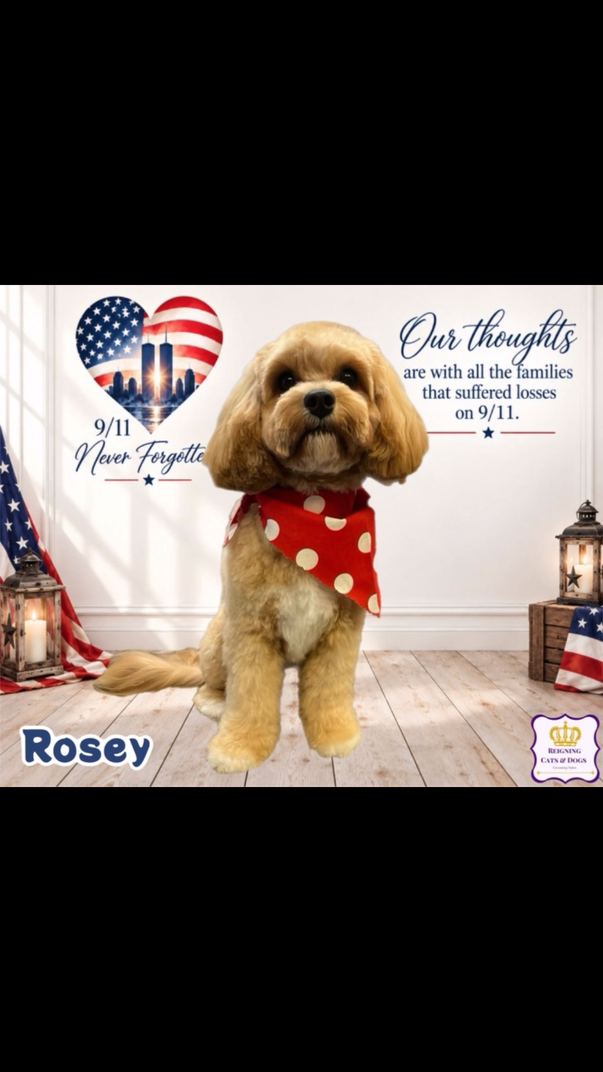 Reigning Cats & Dogs | Hillsdale NJ