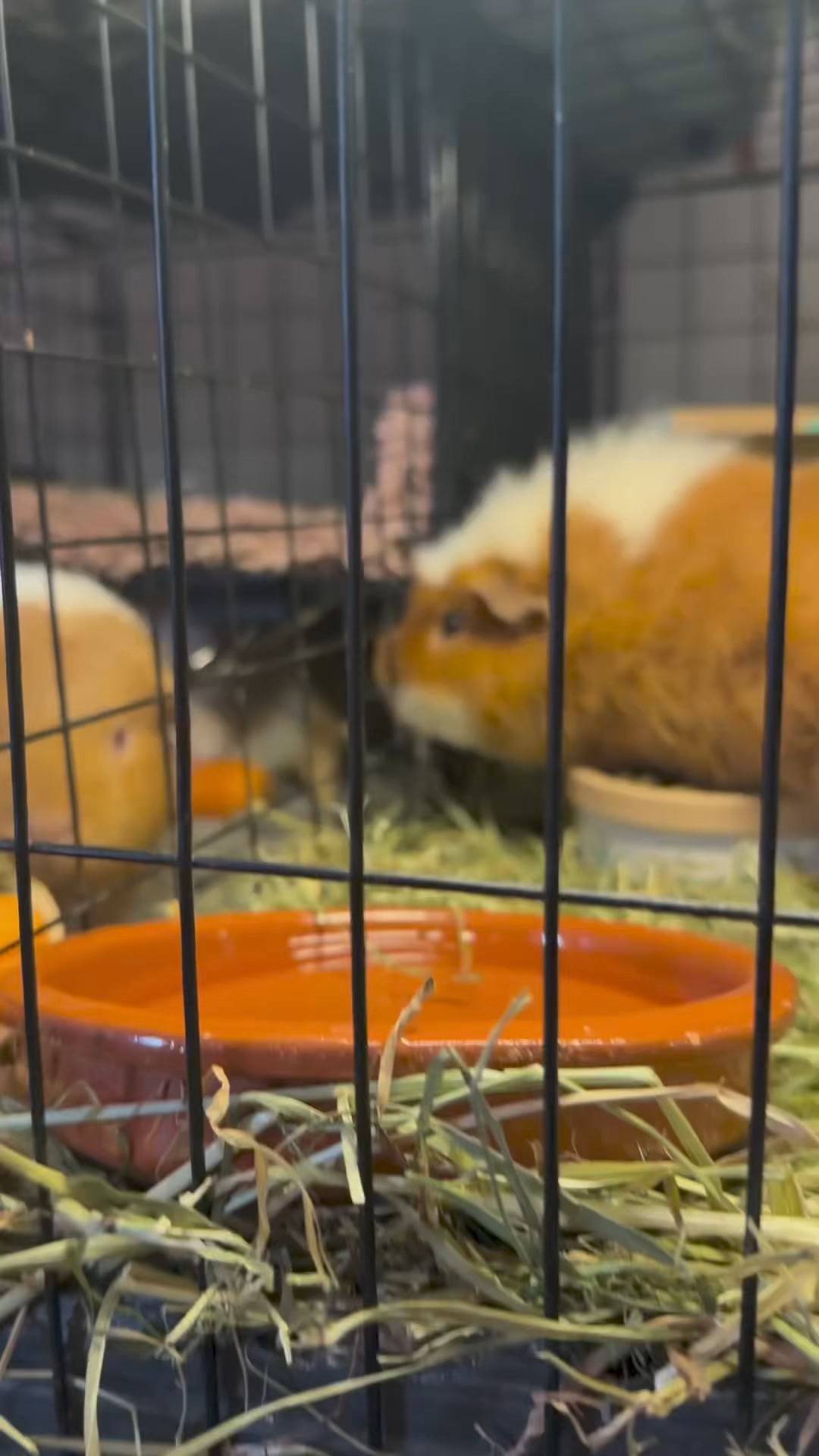 The Rodent Ranch | Barnet