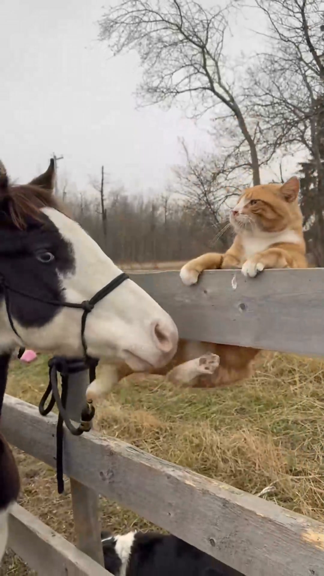 Cat and horse are best friends - 7540837777257123127_fix_000