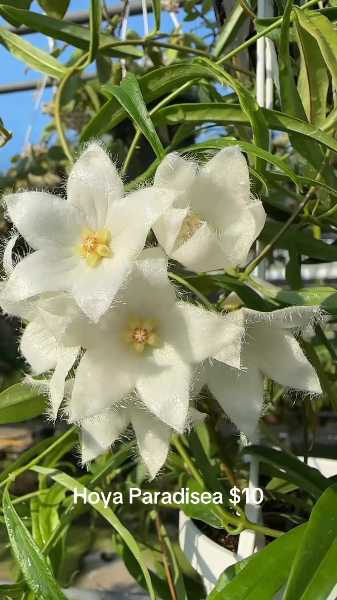 Hoya Paradisea $10,$16. Hoya paradisea flowers are fragrant, with