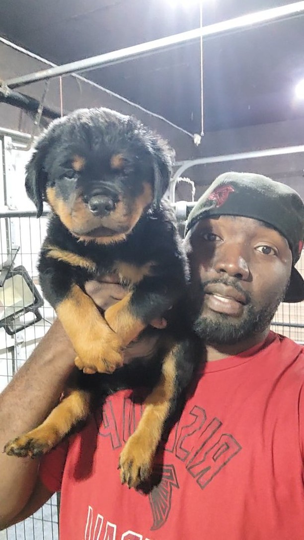 6 weeks old Bear cubs. Best Rottweilers in the world | Butler Kennels ...
