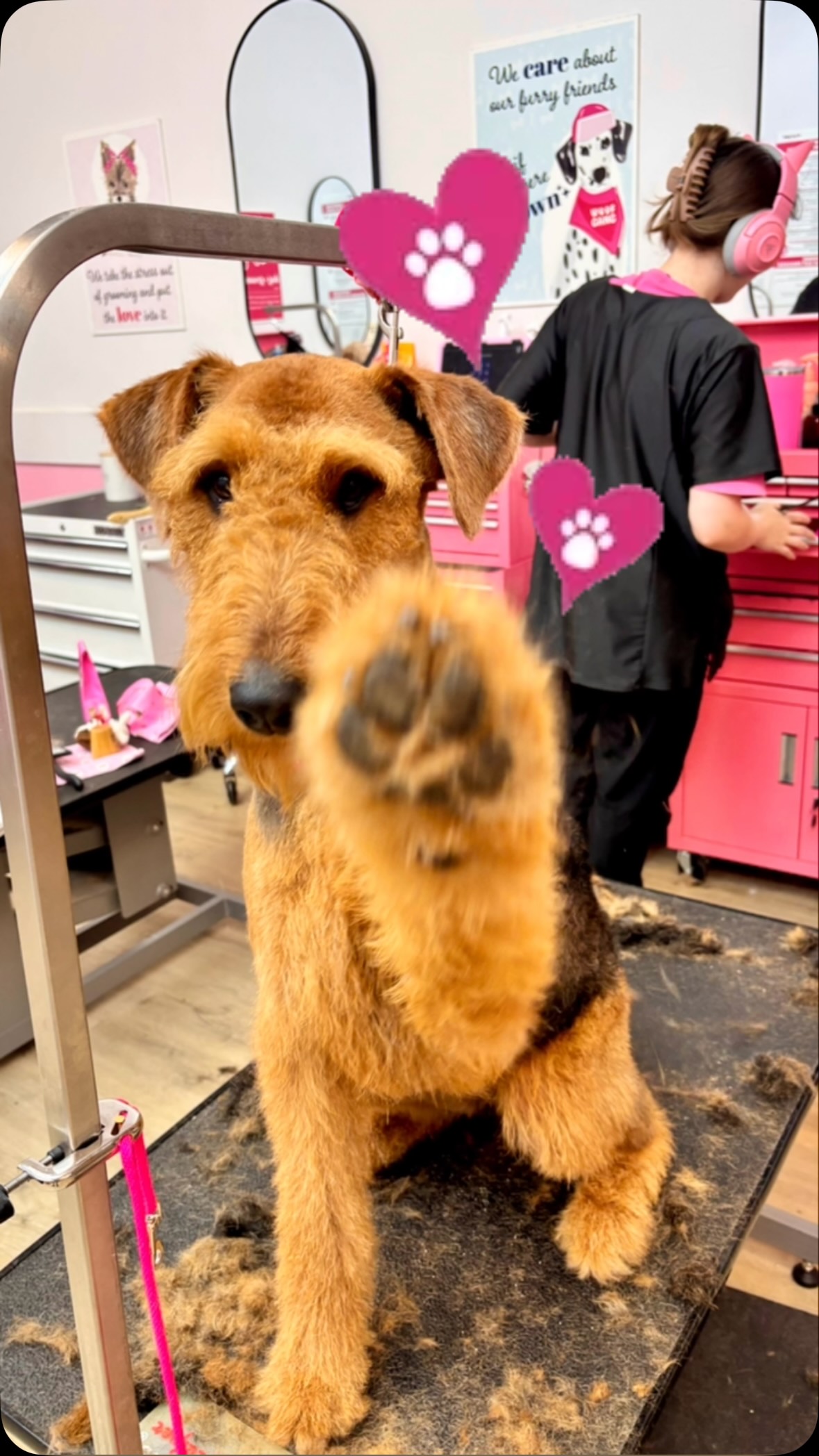 Woof Gang Bakery & Grooming Carriage Crossing | Boise ID