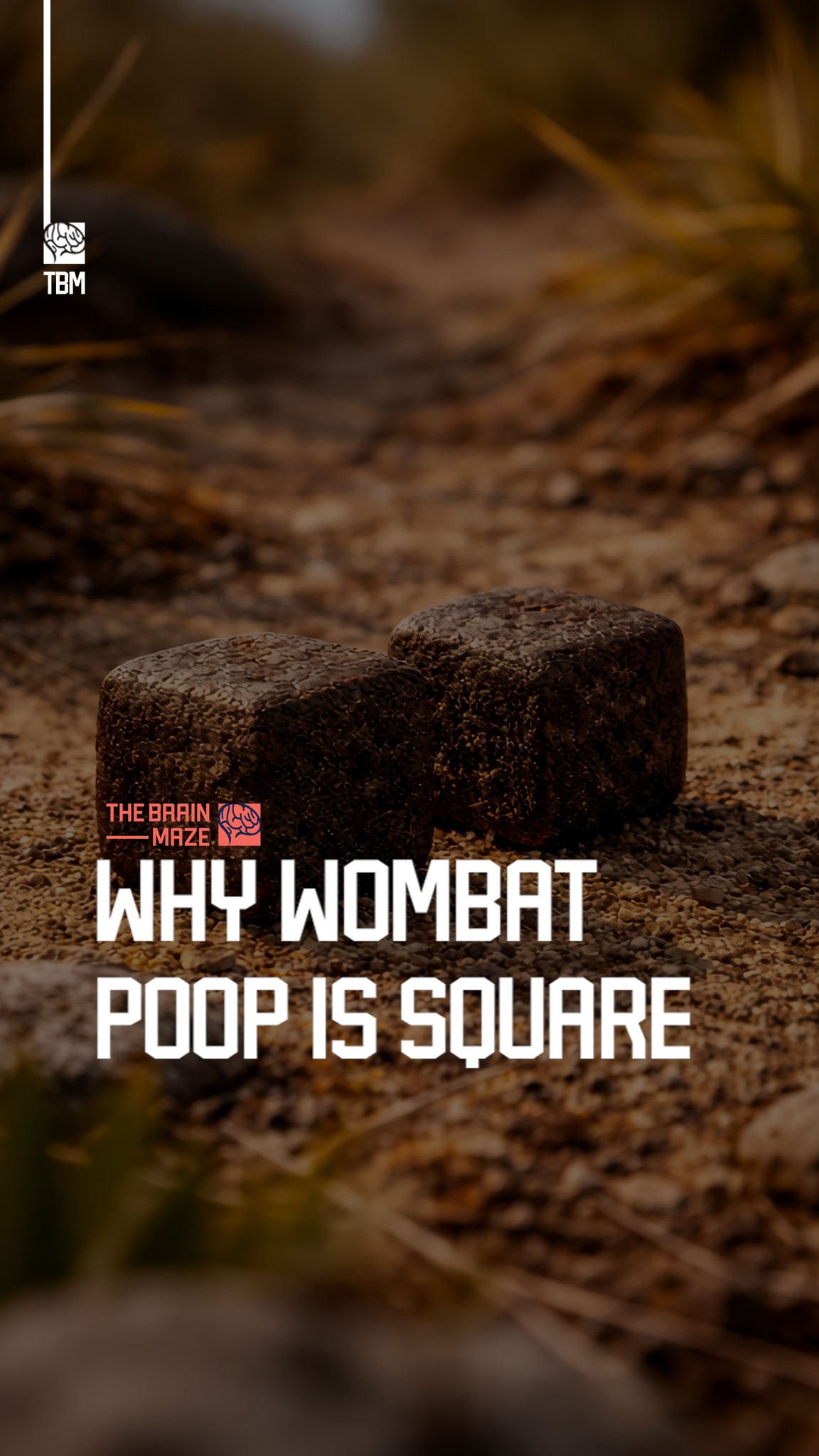 Why wombat poop is square - Nature has designed wombat feces to be ...