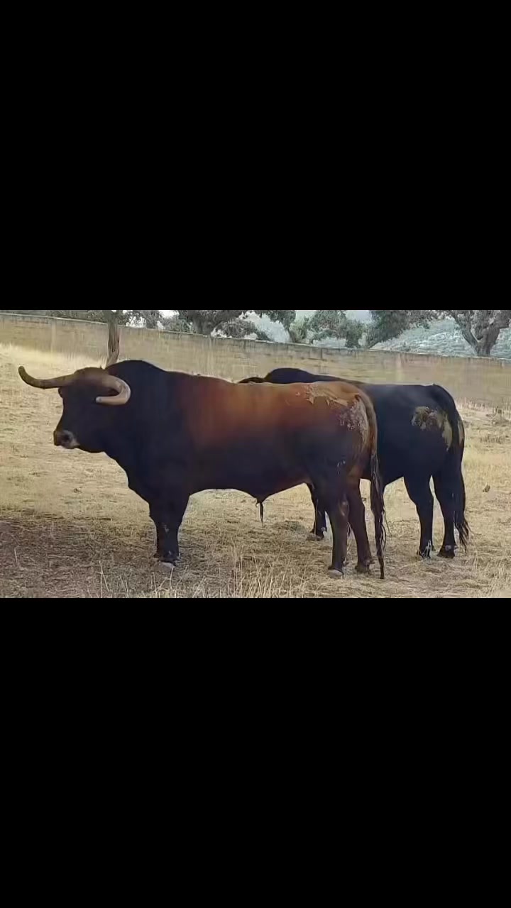 Penya el Rollet